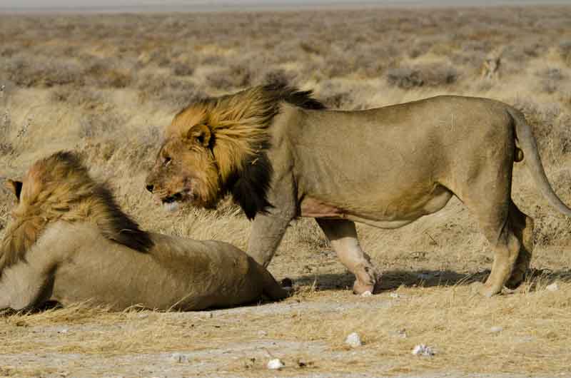 15 - Namibia - leones comiendo - parque nacional de Etosha